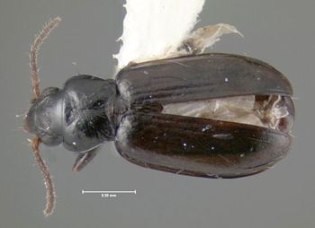 Media type: image;   Entomology 602260 Aspect: habitus dorsal view
